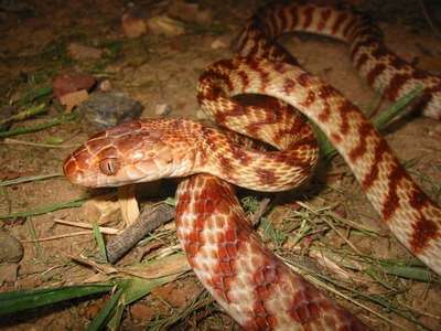 В Австралии полутораметровая змея свела счеты с жизнью