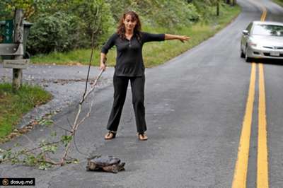 На дорогах США стали обозначать места перехода черепах