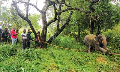 Слон на Шри-Ланке задавил двух паломников