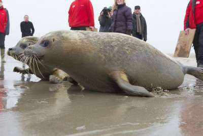 Тюлени оккупировали общественный пляж в британском Норфолке