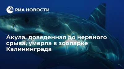 Посетители зоопарка в Калининграде довели акулу до нервного срыва