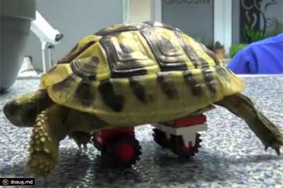Черепаху с больными лапами оснастили колесами Lego