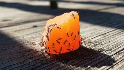 Ученые рассказали о пользе муравьев и пауков для человека