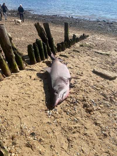 Акула выбросилась на берег в Великобритании