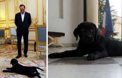 Франсуа Олланду подарили щенка черного лабрадора