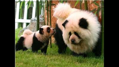 Китайские панды стали жертвами эпидемии собачьей чумки