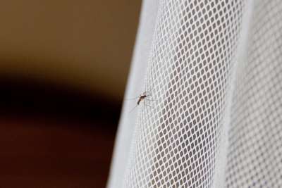 Москитные сетки создали гибридный вид неуязвимых малярийных комаров