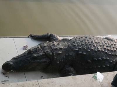 В Бангладеш до cмepти закормили священного крокодила