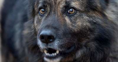 Суд пригрозил хорвату штрафом в 2,8 тысячи евро за лай собаки