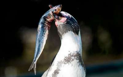Ученые объяснили потерю пингвинами способности ощущать вкус рыбы