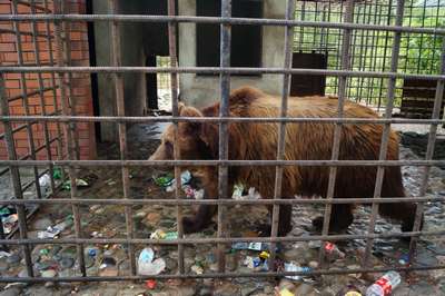 Медведи-алкоголики из Сочи отправятся на реабилитацию в Румынию