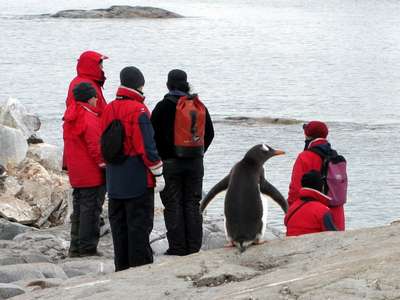 В Антарктику позвали работать устойчивых к вонючим пингвинам людей