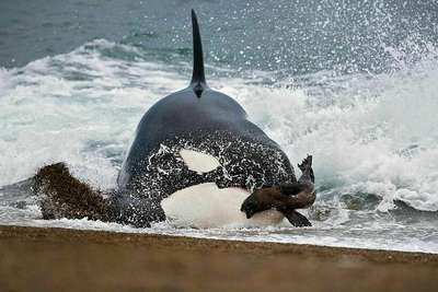 Тюленей обвинили в охоте и поедании акул