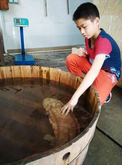 В китайском парке случайно обнаружили исполинскую саламaндру