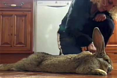 Сын самого большого кролика в мире, 1,2-метрового Дария, стал конкурентом своего отца по габаритам