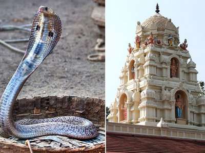 Житель Индии попытался жениться на змее