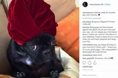 У собаки Леди Гаги появился собственный Instagram-аккаунт