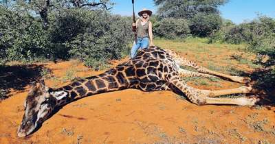 Охотницу раскритиковали за фото с мертвым жирафом
