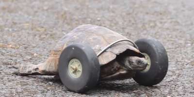Черепахе вместо отгрызенных крысами лап поставили колеса
