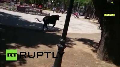 В Испании от сбежавшего быка пострадали 11 человек