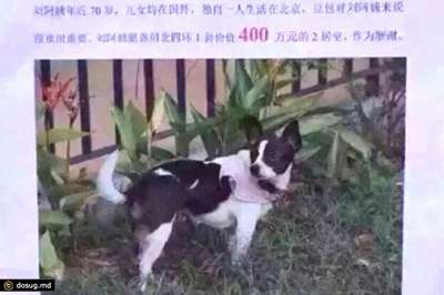 Китаянка предложила свой дом в качестве награды за пропавшую собаку