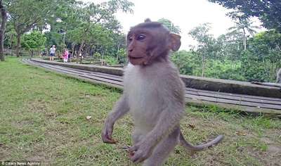 На Бали макака отобрала у туристки камеру GoPro и сделала селфи