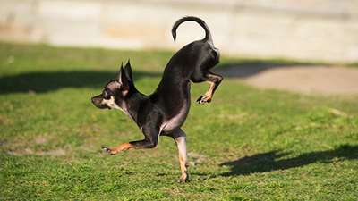 Собака из Калифорнии стала рекордсменкой по бегу на передних лапах