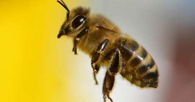 Пчела стала причиной внеплановой посадки самолета в Англии