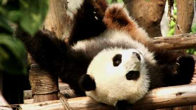 Китайцы сдали панд в аренду за миллион долларов