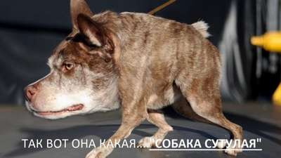 Самой уpoдливой собакой в США признали пса Квази Модо