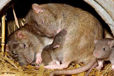 У крыс нашли способность видеть во сне любимые места