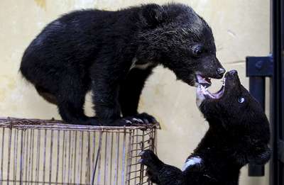 Китайский собаковод по ошибке воспитал двоих медведей