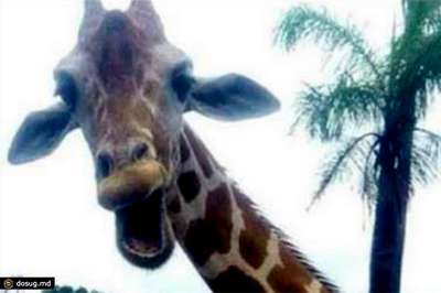Смеющийся жираф превратил селфи ирландских туристов в фотобомбу
