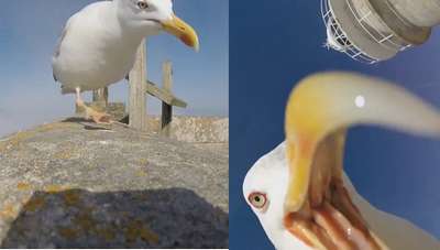 Морская чайка сняла видео атлантического побережья