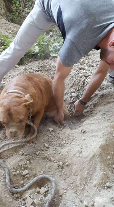 Француз спас похороненную заживо собаку