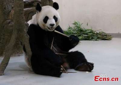 Ради комфорта панда из Китая научилась имитировать беременность