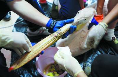 Пеликан из китайского зоопарка получил распечатанный на 3D-принтере клюв
