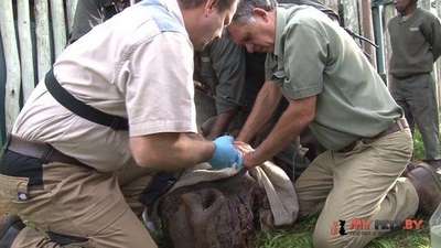 Обезображенному бpaконьерами носорогу пересадили кожу слона