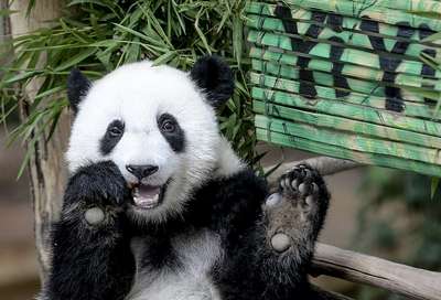 Один из двух детенышей панды в вашингтонском зоопарке умер