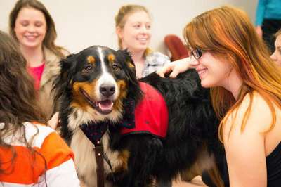 В английском университете стресс у студентов снимут щенками