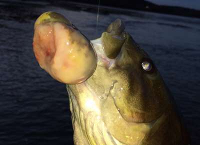 В Пенсильвании поймали рыбу с огромной paковой опухолью