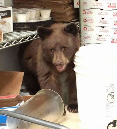 В США медвежонок уснул на полке с продуктами в пиццерии