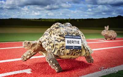 Книга рекордов Гиннесса рассказала о самой быстрой в мире черепахе