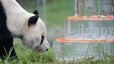 Старейший в мире самец панды отметил 30-летие