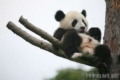 Первые леди США и Китая дали имя детенышу панды в зоопарке Вашингтона