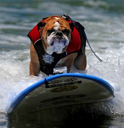 В соревновании по собачьему серфингу победил бульдог из Сан-Диего
