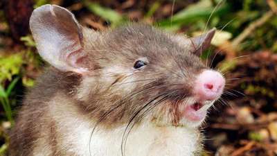 Ученые нашли крыс с поросячьим носом и сверхдлинными лобковыми волосами