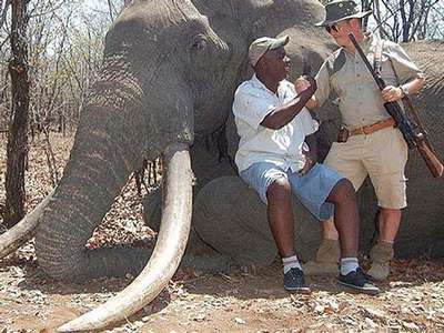 В Африке убит самый большой за 30 лет слон