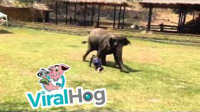 В Таиланде слон попытался разнять дерущихся в шутку мужчин