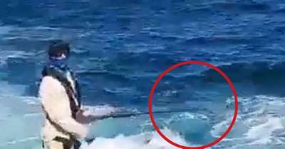 На Гавайях десятилетний мальчик вырвался из пасти акулы